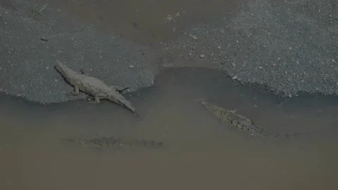 Alligators resting at water's edge Stock Footage 342934674