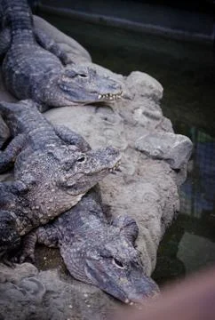 Alligators on rock. Stock Photos