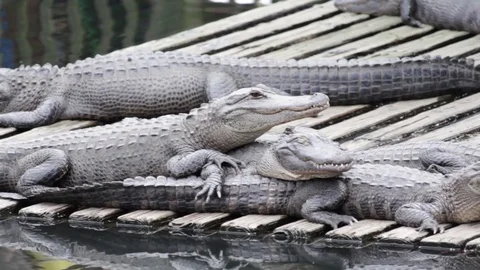 Alligators Sun Bathing Stock Footage 100689797