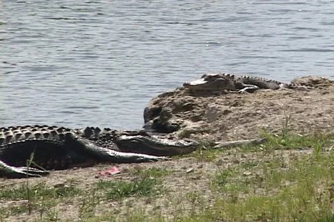 Alligators sunning on shore Stock Footage 98263449