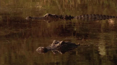 Alligators in a swamp Stock Footage 25509128
