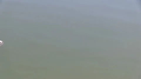 Alligators swimming Video stock 12374619