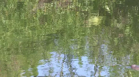 Alligators swimming Stock Footage 12374681