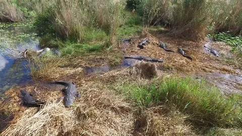 Alligators taking a rest in the Everglades Stock-Footage 93375322