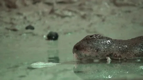 Alligators Teeth extremly close up video Stock Footage 95582920