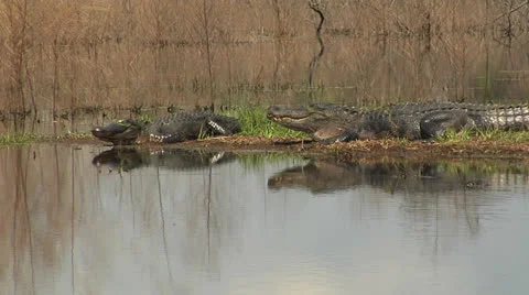 Alligators, Two large alligators sunning and reflected on smooth water, sequence Stock Footage 22530434
