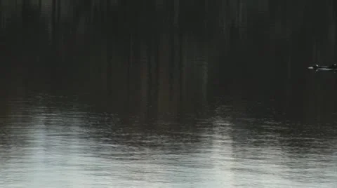 Alligators, TWO LARGE ALLIGATORS SWIM THRU FRAME  IN FLORIDA Stock Footage 21258223