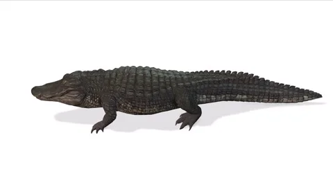 Alligators  Walking Scene 3D Rendering Animation On White Screen Stock Footage 307893169