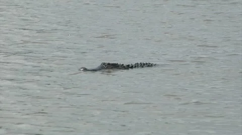 Alligators,Large alligator challenge inflates back and moves L to R out of frame Stock Footage 11810280