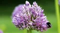 Allium and Bumble-Bee 3101 HD Footage