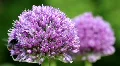 Allium and Bumble-Bee 3102 HD Footage