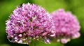 Allium and Bumble-Bee 3103 HD Footage