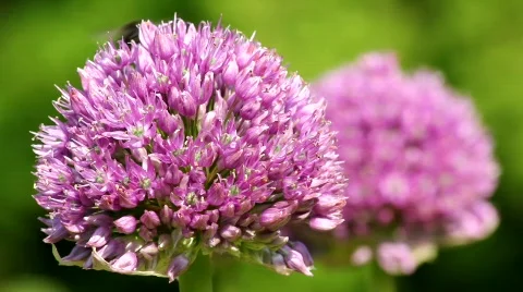 Allium and Bumble-Bee 3103 Stock Footage 728664