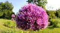 Allium and Bumble-Bee 3118 HD Footage