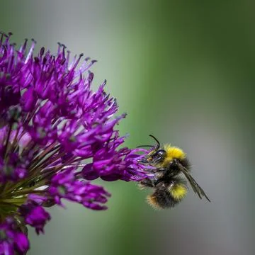 Allium with a bee Stock Photos