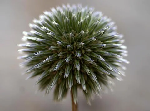 Allium before blooming Stock Photos