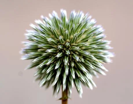 Allium before blooming Stock Photos