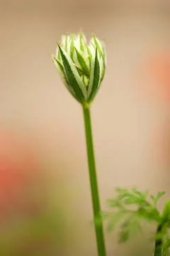 Allium Bud Cluster Stock Photos