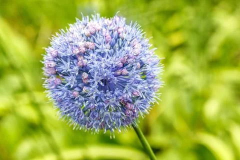 Allium caeruleum Stock Photos