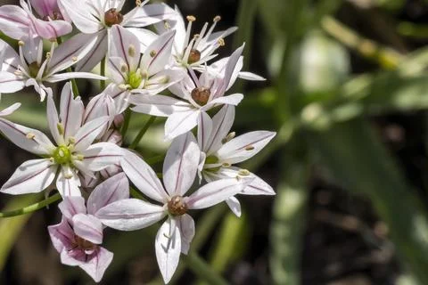 Allium 'Cameleon' Stock Photos