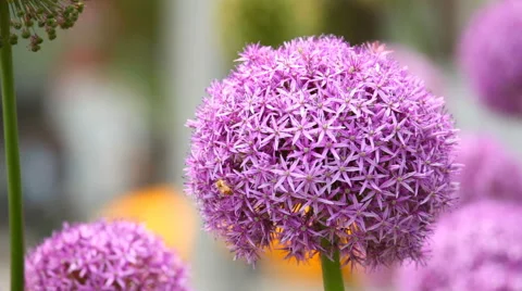 Allium Columbus Circle Manhattan Stock Footage 68642676