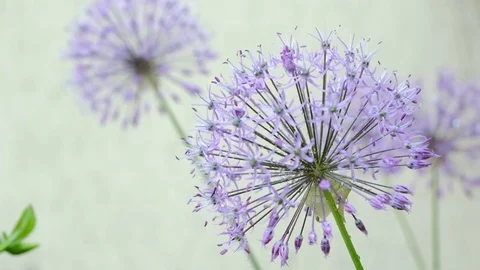 Allium - decorative onion Stock Footage 76736587
