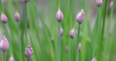 Allium flower buds Stock Footage 196356589