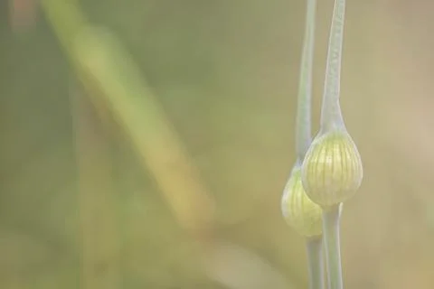 Allium flower buds Foto stock
