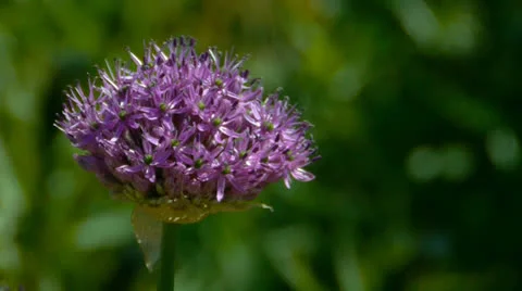 Allium flower 스톡 동영상 23108888