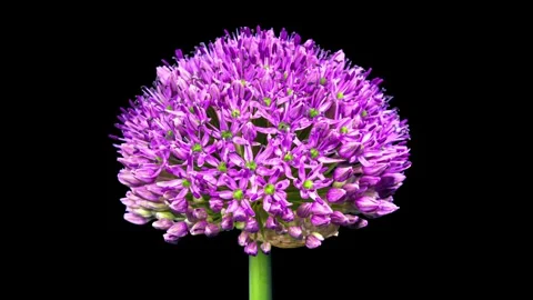 Allium flower head blooming in fast motion isolated on black background for Stock-Footage 340951370