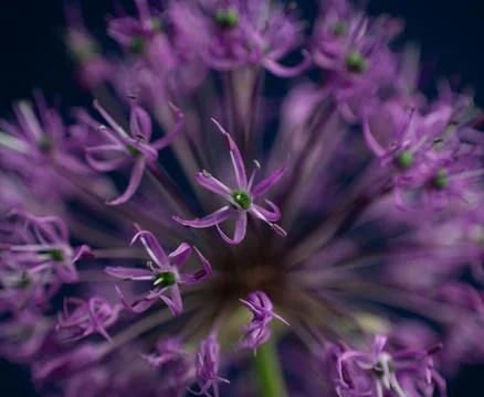 Allium flower, macro Stock Photos