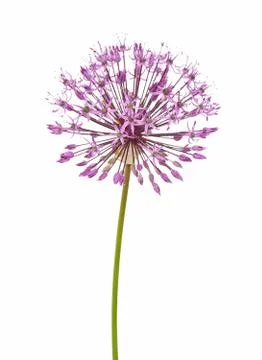 Allium flower Stock Photos