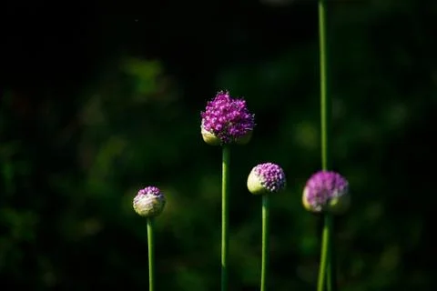 Allium Flower Stock Photos