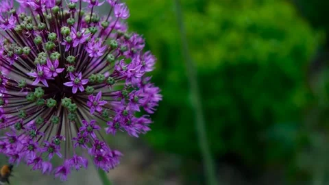 Allium flower purple Stock-Footage 197563155
