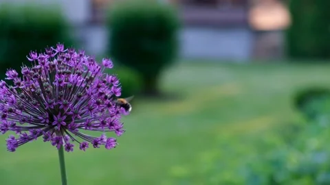 Allium flower purple Stock Footage 197563161