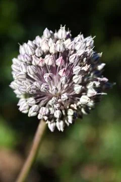 Allium flowering Stock Photos
