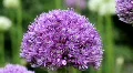 Allium Flowers 3098 HD Footage