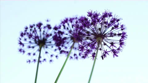 Allium flowers Stock Footage 24804715