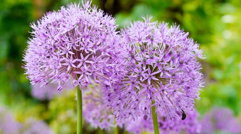 Allium flowers in spring garden Stock Footage 38568307