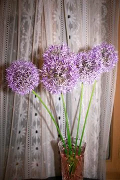 Allium flowers1 Stock Photos