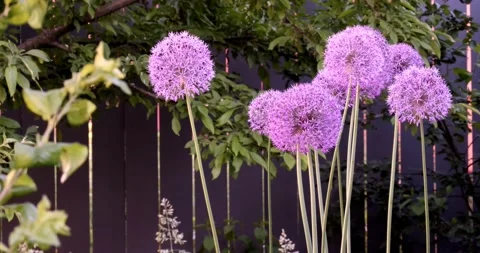 Allium 스톡 동영상 172456807