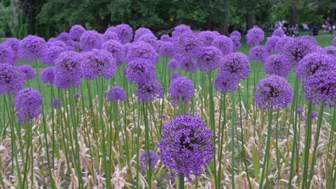 Allium gladiator flower bed with purple blooms in Boston Common Stock Footage 337536666