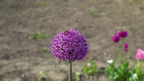 Allium Gladiator flowers bloom in spring garden. Purple blossoms with bee Stock Footage 154762406