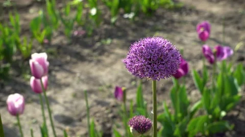 Allium Gladiator flowers bloom in spring garden. Purple blossoms in landscape Stock Footage 154762435