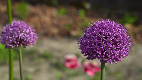 Allium Gladiator flowers blooming in spring garden. Purple blossoms in landscape Stock Footage 154762402