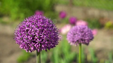 Allium Gladiator flowers blooming in spring garden. Purple blossoms in landscape Stock Footage 154762416