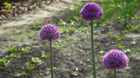 Allium Gladiator flowers blooming in spring garden. Purple blossoms in landscape Stock Footage 154762417