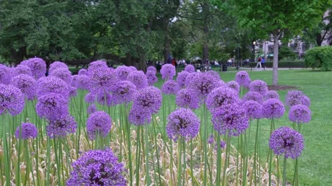 Allium Gladiator flowers with round purple in urban park Stock Footage 337536825
