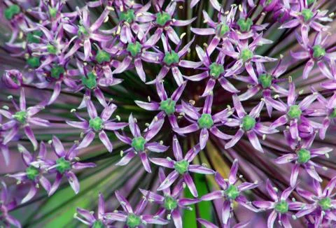 Allium gladiator Stock Photos