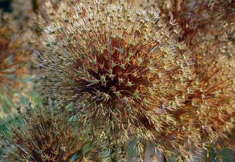 Allium gladiator Stock Photos